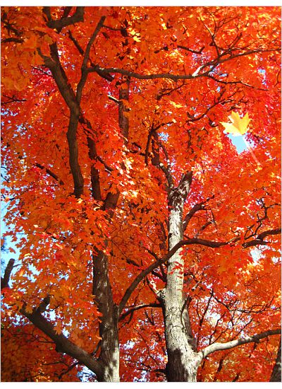 Red Maple Falling