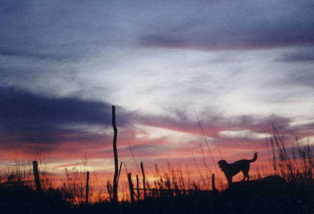 image: Dog and Sunset, Joseph K. Myers