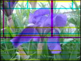 Iris Image Decomposition